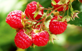 Ягода малина