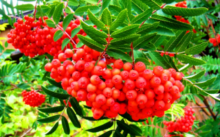 Ягода рябина