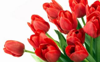 Букет тюльпанов