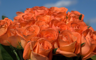 Большой  букет роз