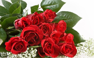 Розы-цветы праздничные