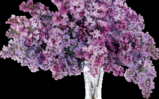 Букет сирени