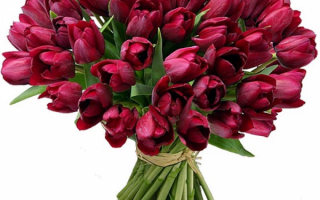 Букет тюльпанов