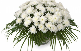 Букет из белых  хризантем