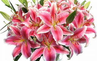 Букет из лилий