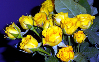 Букет из желтых роз