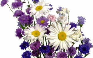 Букет из полевых цветов