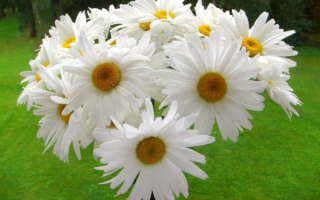 Букет из ромашек