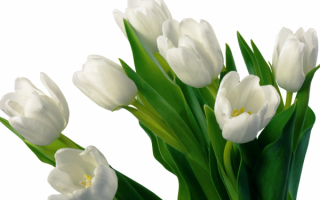 Букетик белых тюльпанов