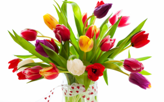 Букетик тюльпанов