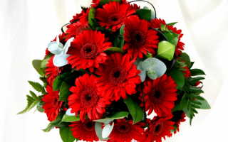 Букет красных гербер