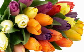 Разноцветные тюльпаны в букете