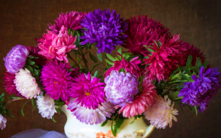 Астры в букете