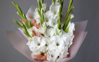 Букет белых гладиолусов
