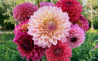 Букет георгинов