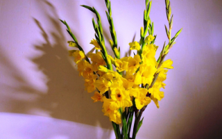 Букет желтых гладиолусов