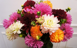 Букет разноцветных георгинов