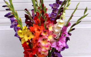 Букет разноцветных гладиолусов
