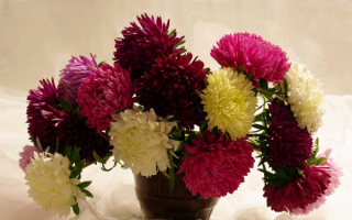 Красивые астры в букете