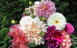 Красивые георгины в букете