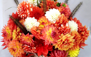 Красивый букет георгинов