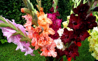 Красивый букет гладиолусов