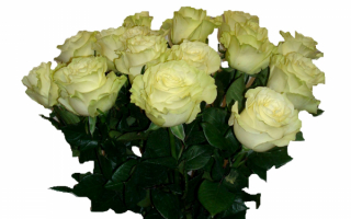 Белые розы в букете