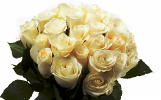 Белый букет роз
