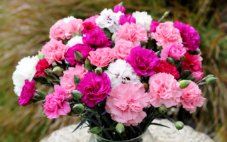 Букет из гвоздик