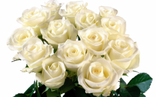 Розы белые в букете
