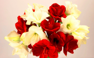 Букет из амариллисов