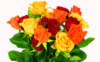 Букет из разноцветных роз