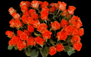 Красивый букет роз