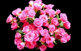 Красивый розовый букет