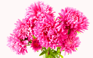 Букетик астр