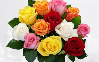 Букет разноцветных роз