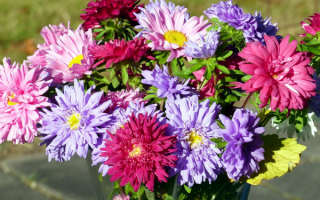 Астры букет