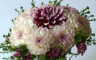 Букет из георгинов