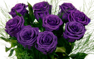 Букет из фиолетовых роз