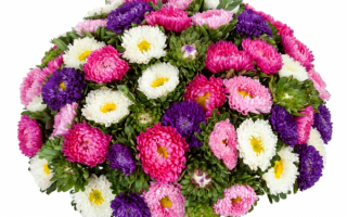 Цветы астры букет