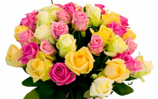 Цветы розы букет