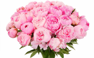 Букет розовых пионов