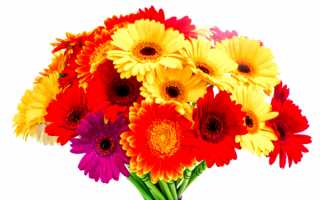 Букет из разноцветных гербер