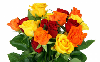 Букет разноцветных роз