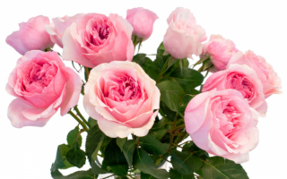 Розы розовые букет