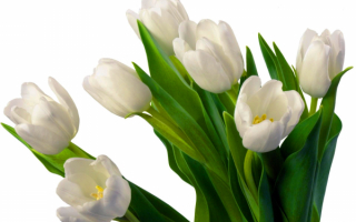 Белые тюльпаны в букете
