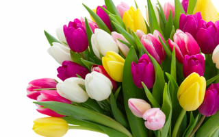 Большой букет разноцветных тюльпанов