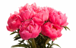 Букет пионов
