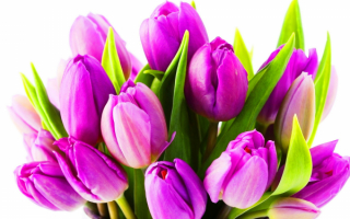 Букет сиреневых тюльпанов
