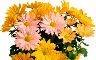 Букет хризантем